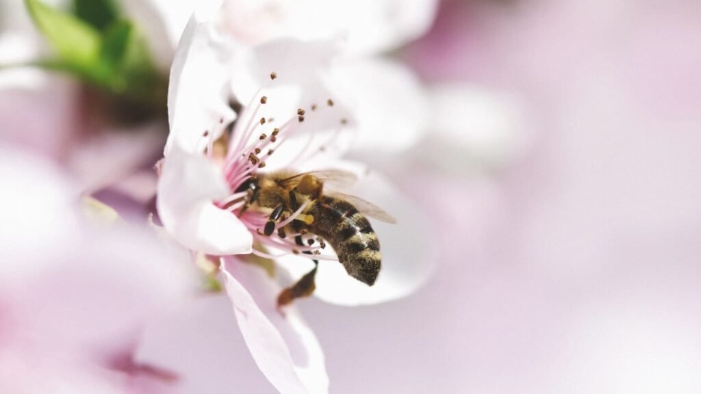 El escaso alimento impulsa la metamorfosis en las abejas