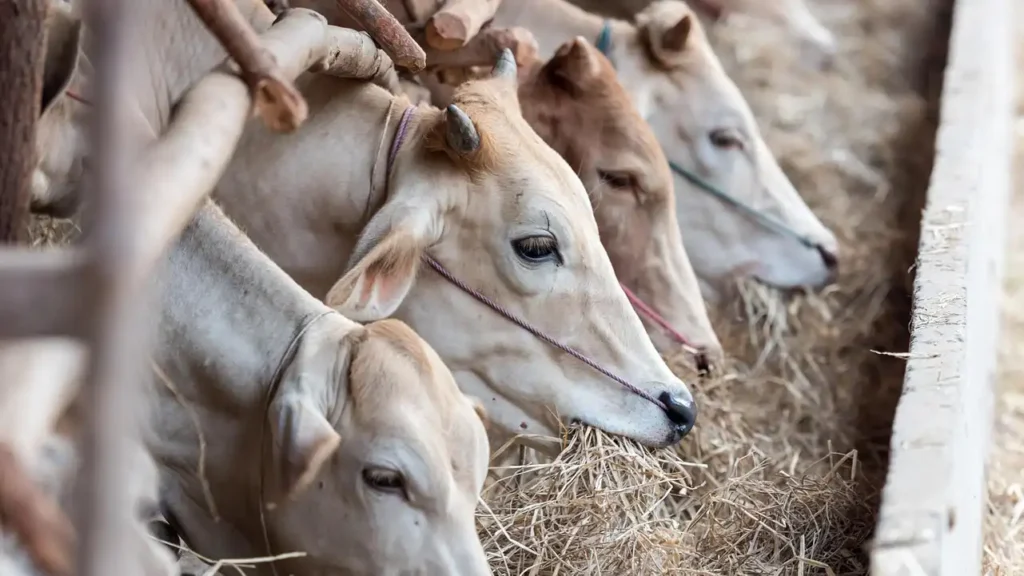 Tamaulipas registra su primer caso de gusano barrenador en México.