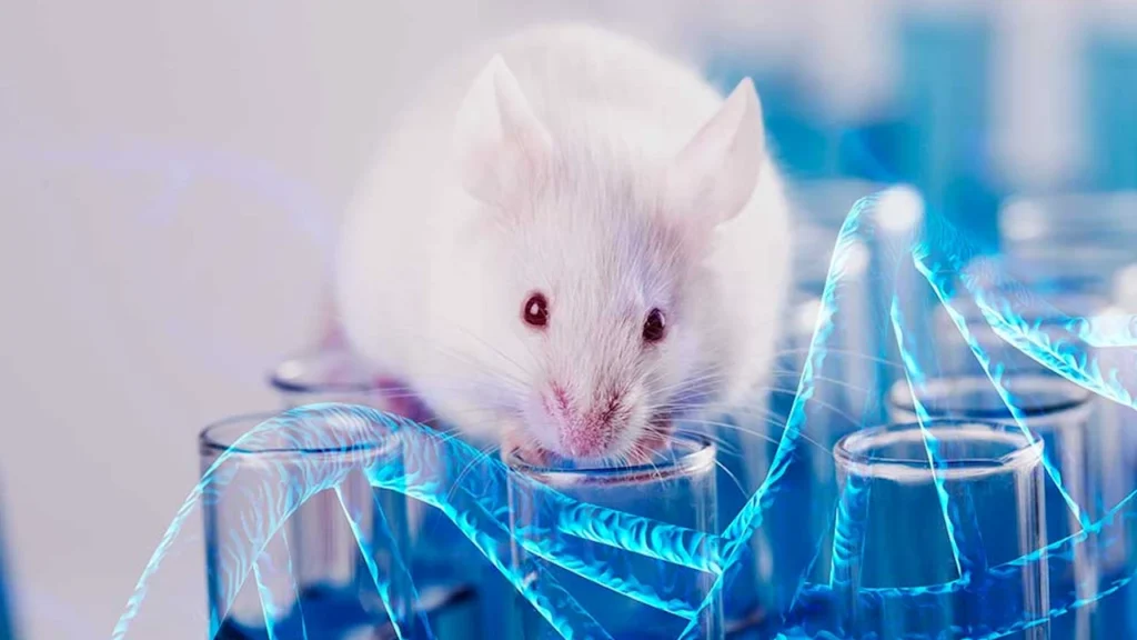 Un estudio revela que el microbioma intestinal de las ratas es influenciado por genes externos.