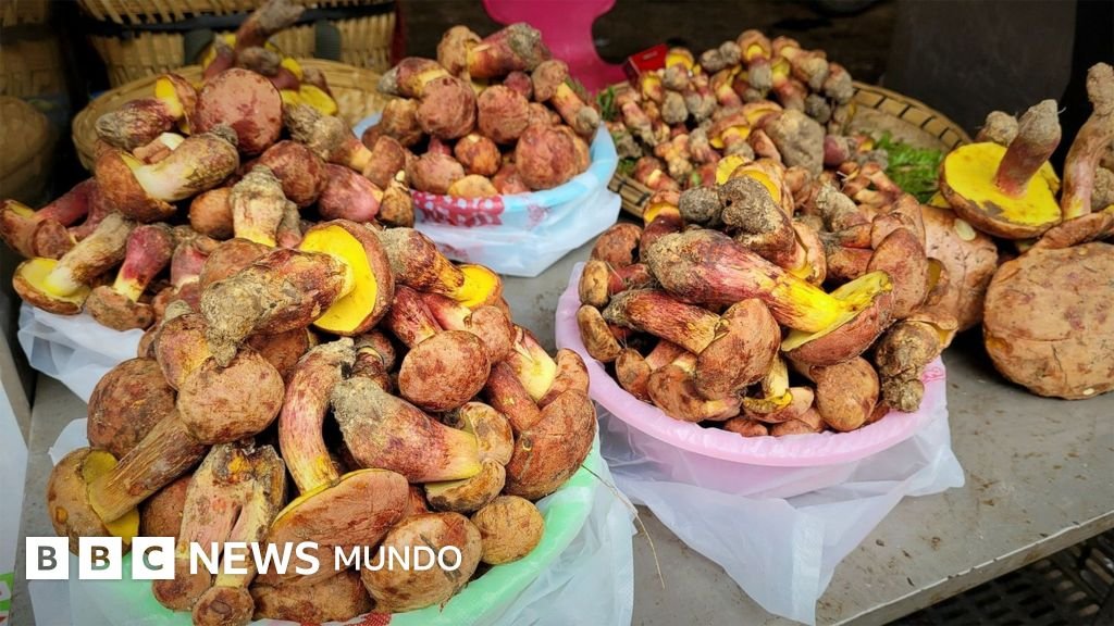 Científicos buscan desentrañar el enigma de los hongos alucinógenos y sus diminutos humanos.